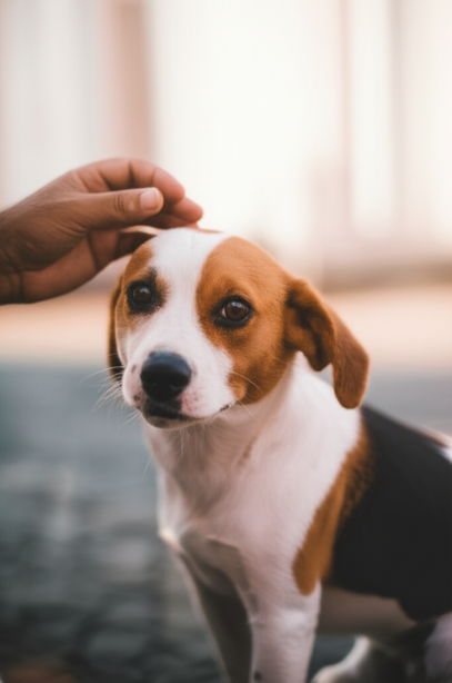 alt_text: Carola usa dados para mostrar como pets recalibram nossa energia e bem-estar através de cuidados essenciais.