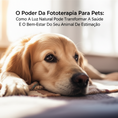 O Poder Da Fototerapia Para Pets: Como A Luz Natural Pode Transformar A Saúde E O Bem-Estar Do Seu Animal De Estimação